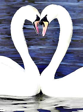 swan140201.jpg